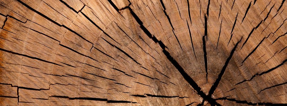 Erfolgreicher Baumschnittkurs in Idenheim mit großer Beteiligung 