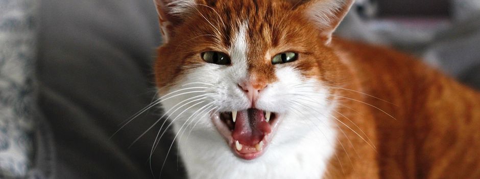 Von TikTok in Sicherheit: Misshandelte Katzen aus Mainz gerettet