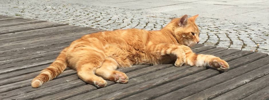Update: Wie geht es der Campus Cat der Universität Augsburg?