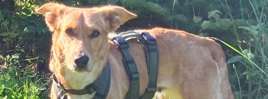 Weihnachten im Tierheim