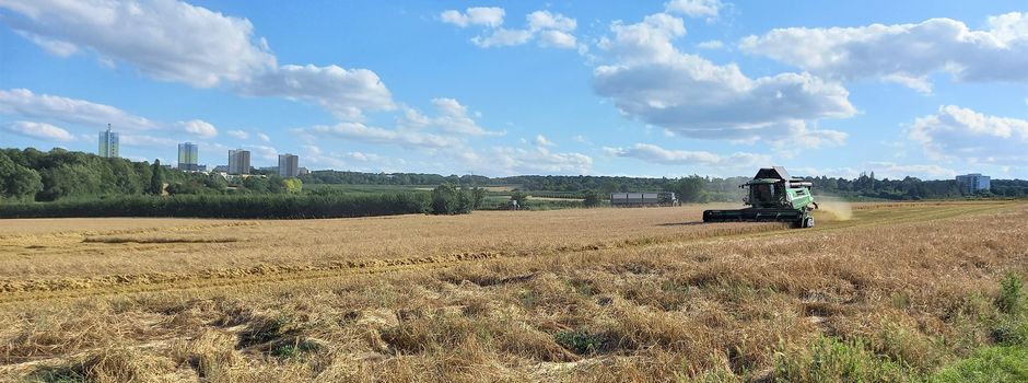 Trockenheit: Müssen wir mit stärkeren Engpässen bei Getreide und Öl rechnen?