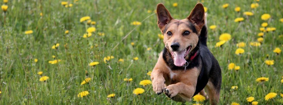 Freilaufende Hunde