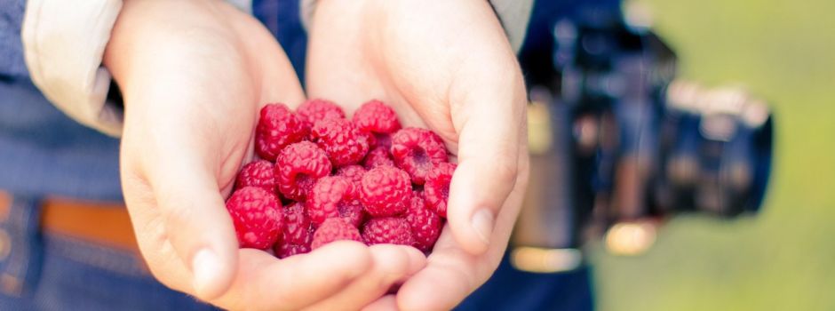 Himbeeren selbst pflücken in Augsburg und Umgebung