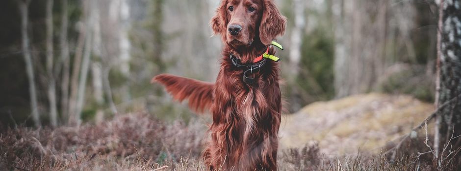 Jahreshauptversammlung der Jagdgenossenschaft Sunzendorf am 27. März um 19 Uhr im FF Haus Sunzendorf