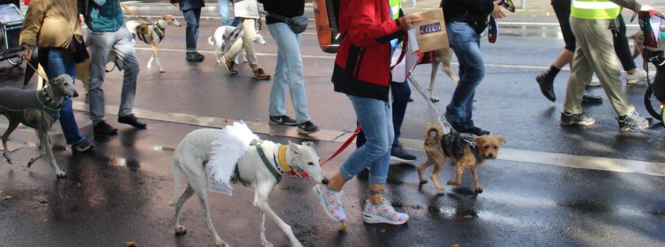 Mit Hunderten Hunden durch Mainz: Demo für mehr Tierschutz geplant