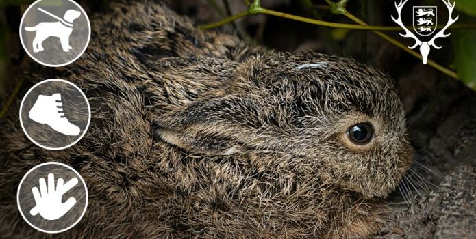 Die Brut- und Setzzeit beginnt: Jungtiere brauchen Ruhe