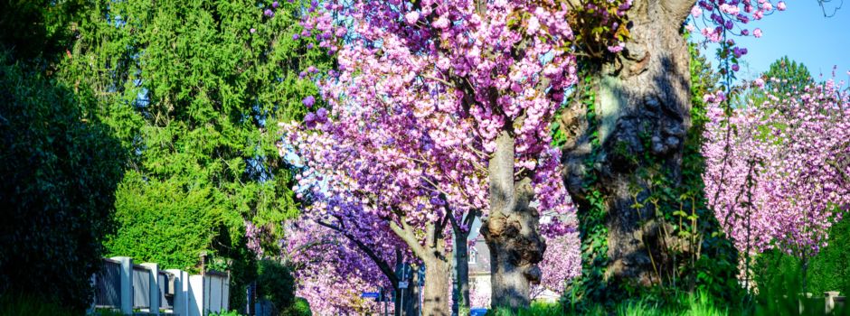 Frühling in Mainz: Die schönsten Fotos