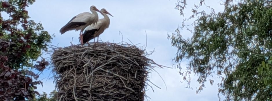 50 Jahre Vogelpark: Zukunft einer geschätzten Institution hängt am seidenen Faden