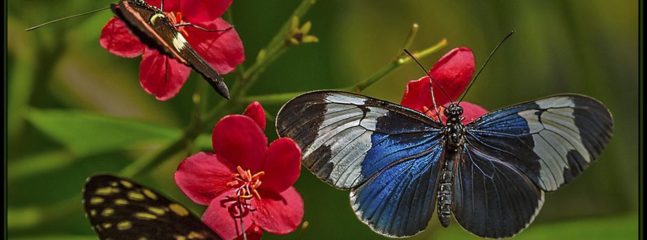 Seniorenausflug zum Garten der Schmetterlinge