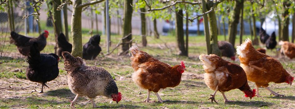 Aufhebung der Geflügelpest-Maßnahmen