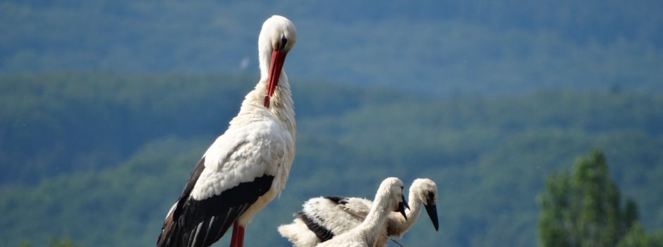 Warum immer mehr Störche im Winter in Wiesbaden bleiben