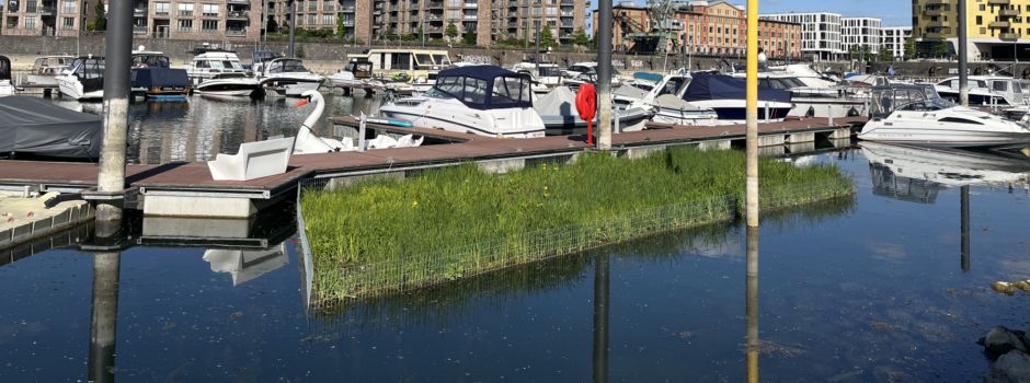 Grüne Insel im Mainzer Zollhafen installiert