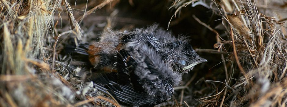 Vogelschutz ganz praktisch: NABU-Experte gibt wertvolle Tipps in Schwabsburg