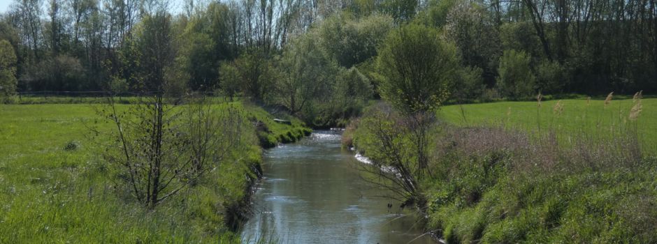 Seltene Tiere kommen zurück: Was aktuelle Maßnahmen am Rhein bringen