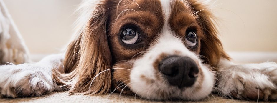 Haben Sie Ihren Hund schon angemeldet?