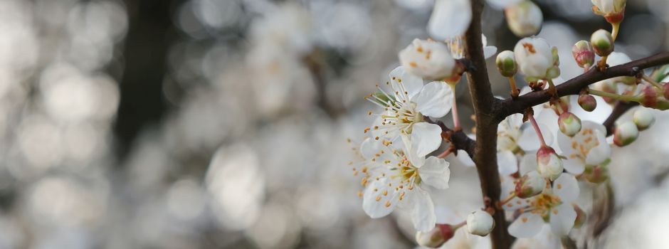 Natürliches Paradies im Garten: Die geheime Kraft heimischer Hecken