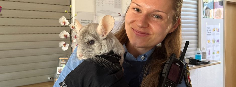 Kurioser Fund: Ausgebüxtes Chinchilla in Nierstein von Anwohnern entdeckt