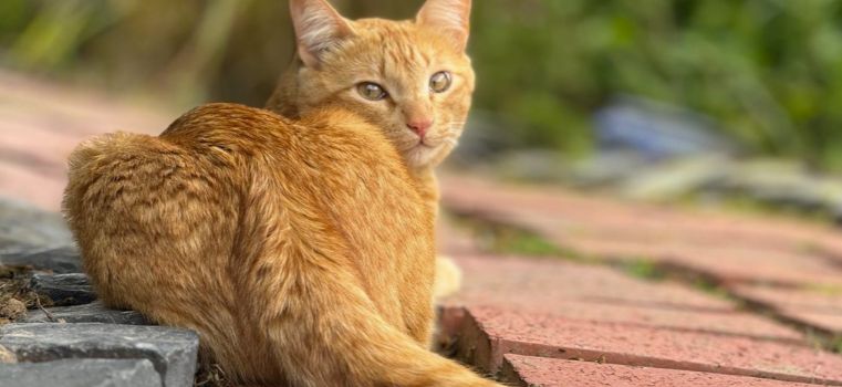 Roter Kater im "Alten Kirchweg" in Mudenbach vermisst!