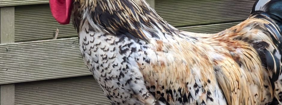 Geflügelpest - Landkreis erlässt ab sofort Aufstallungspflicht