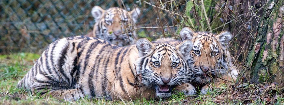 Drillinge erkunden neugierig die Außenanlage
