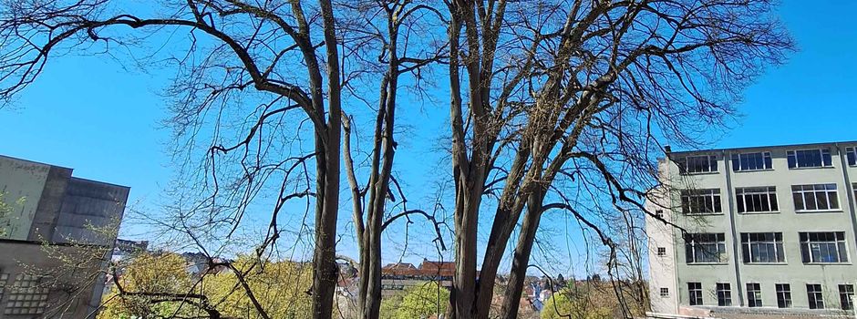 Pikopark Kaffeetreppe: Schalltomographie für Silberlinden-Gruppe 