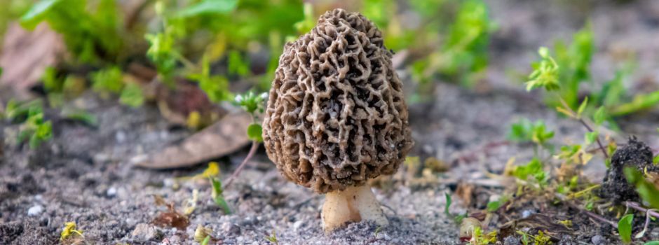 Pilze, Bäume und Pflanzen des Frühjahrs