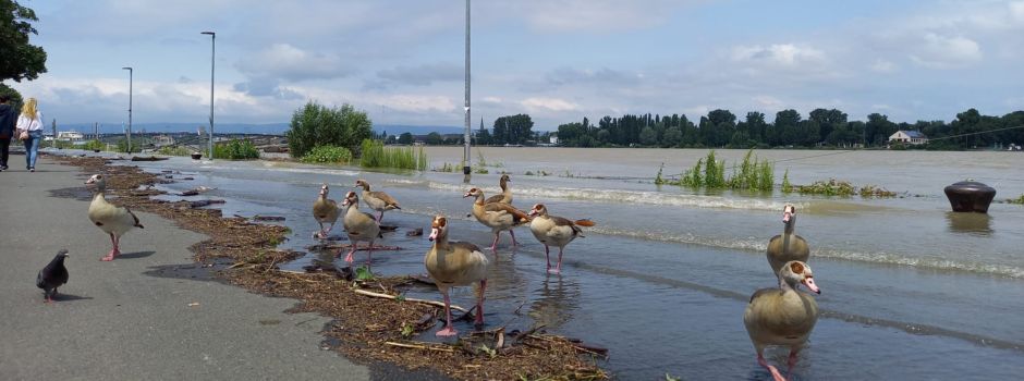Bildergalerie: Hochwasser in Mainz
