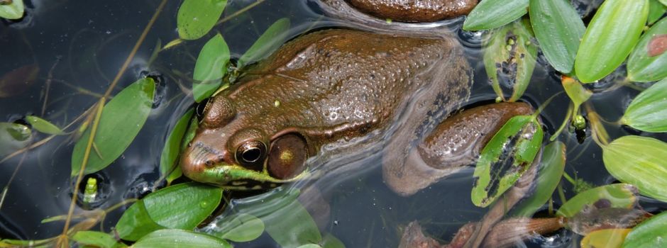 Ochsenfrosch breitet sich in Rheinland-Pfalz aus – Bekämpfung gefordert