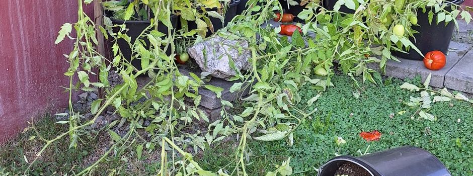 Mutwillige Zerstörung eines Haus- und Nutzgartens