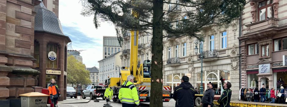 Zweithöchster Weihnachtsbaum Deutschlands steht in Wiesbaden