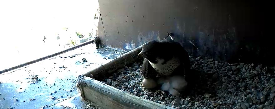 Wanderfalken im Wormser Dom: Küken sind geschlüpft