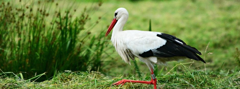 Storchenberingung mit MDR und Käffchen