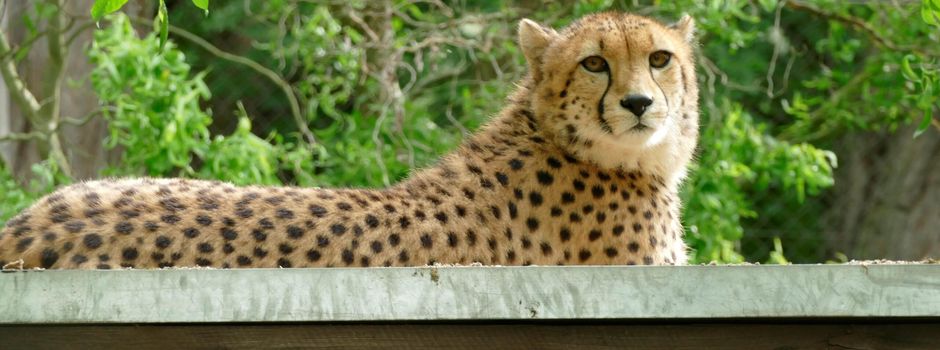Neue Gepardin im Zoo Neuwied soll für Nachwuchs sorgen