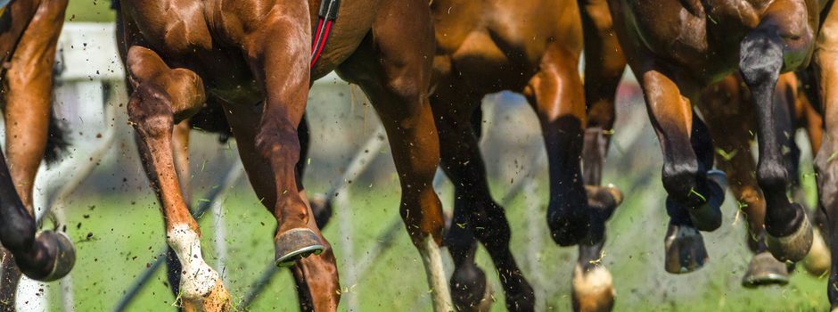 Abstimmung: Wird Rennpferd Santagada aus Soltau „Galopper des Jahres“?