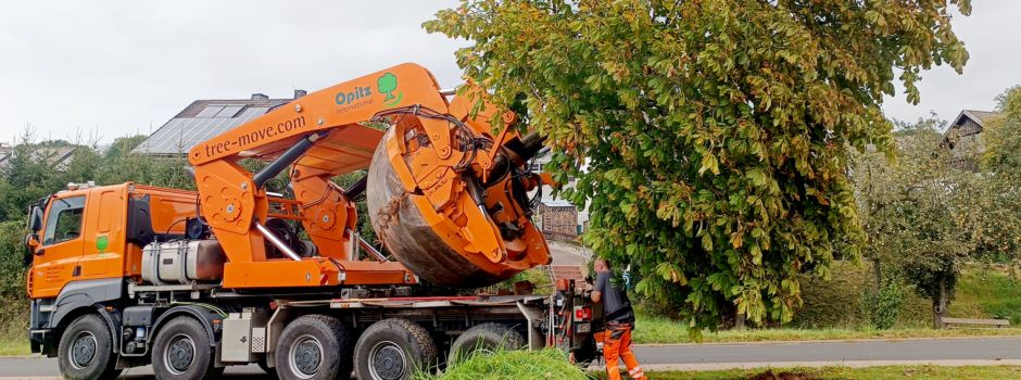 Erfolgreiche Großbaumverpflanzung