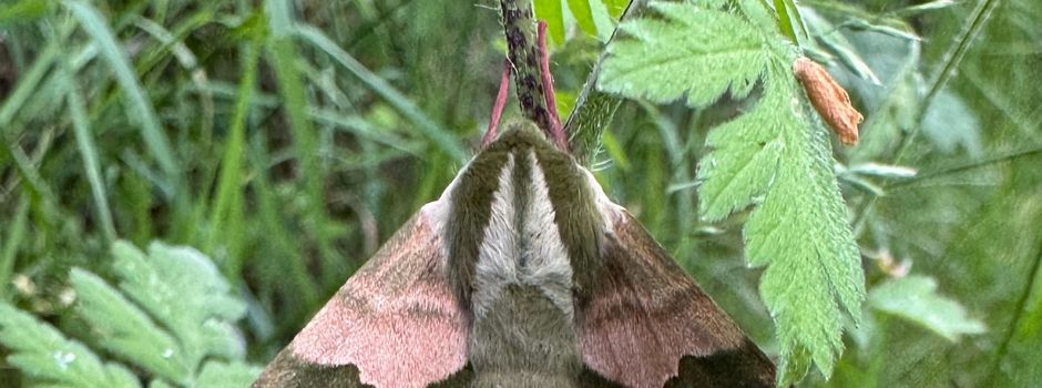 Naturtreff zum Thema Naturnahe Gartengestaltung (Pollichia Donnersberg)