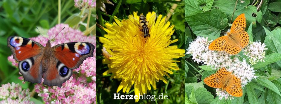 „Was brummt und summt im Klostergarten“ – auf Entdeckertour im Clarholzer Klostergarten mit dem Heimatverein Clarholz