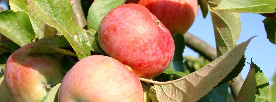 Veranstaltungshinweis: Gemeinde und Landschaftspflegeverband organisieren Obstbaum-Schnittkurs