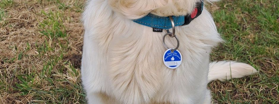 Hunde jetzt digital an- und abmelden