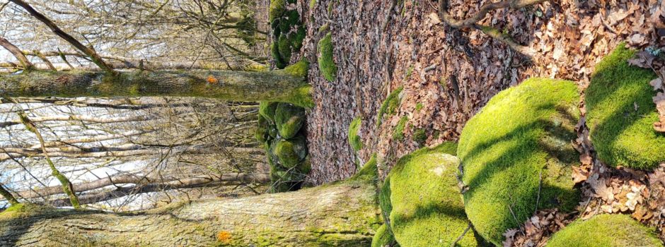 Begehung der „Huteweide Hundsbaum“