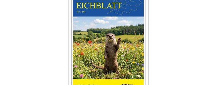 Das neue Eichblatt ist da