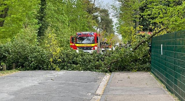 Sturm in Mainz: Baum fällt in Wildpark um