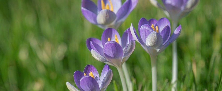 Rücksicht im Garten – damit der Frühling für alle entspannt bleibt