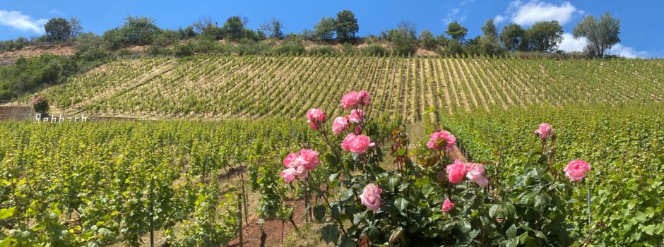 Nachgefragt: Corona-Situation und unsere Winzer in Rheinhessen