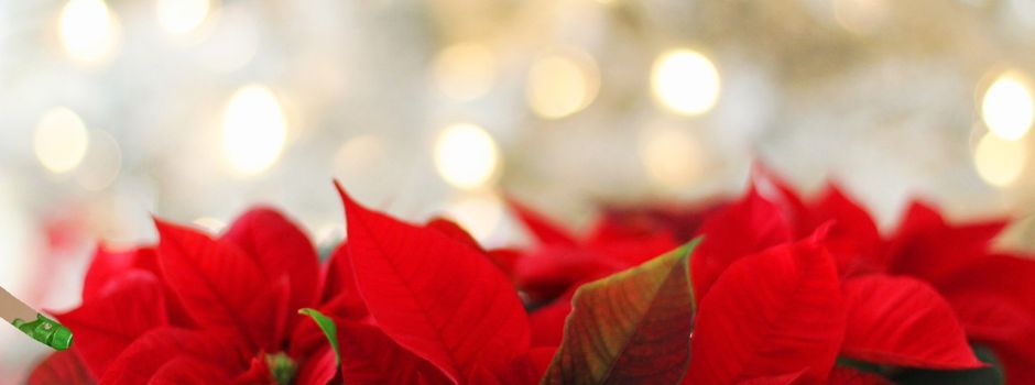 Frohe Weihnachten!