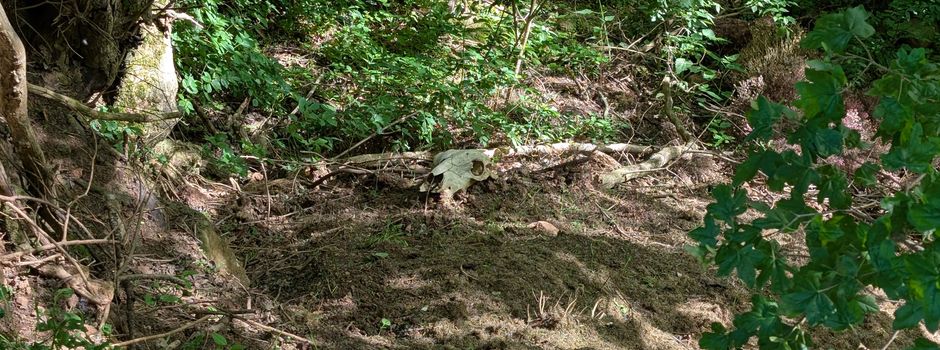 Illegale Abfallentsorgung in der Flur von Wolfterode