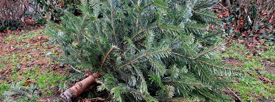 Wann in Mainz die Weihnachtsbäume eingesammelt werden