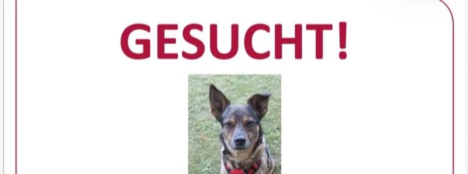 Suchmeldung: Entlaufene Hündin „Tabea“
