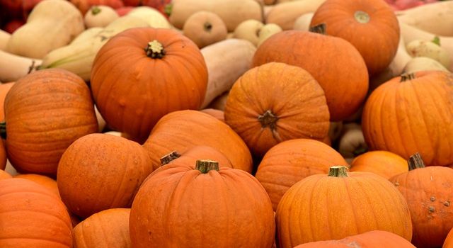 Kürbisse und andere Herbstfrüchte von den Hofläden um Augsburg