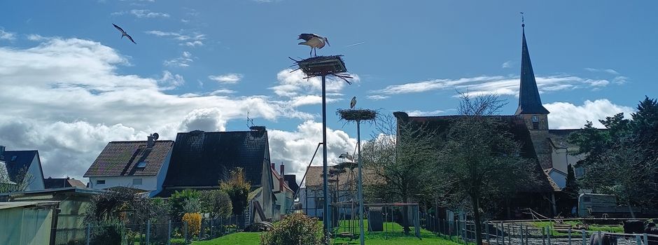 Der Storchenvater von Knittelsheim